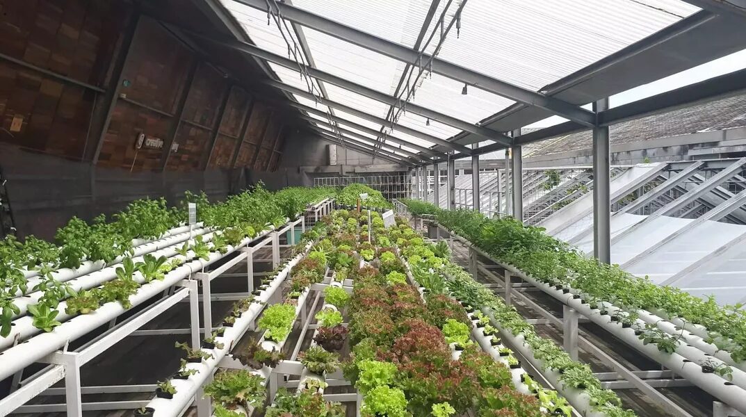 Lines of plants in a greenhouse